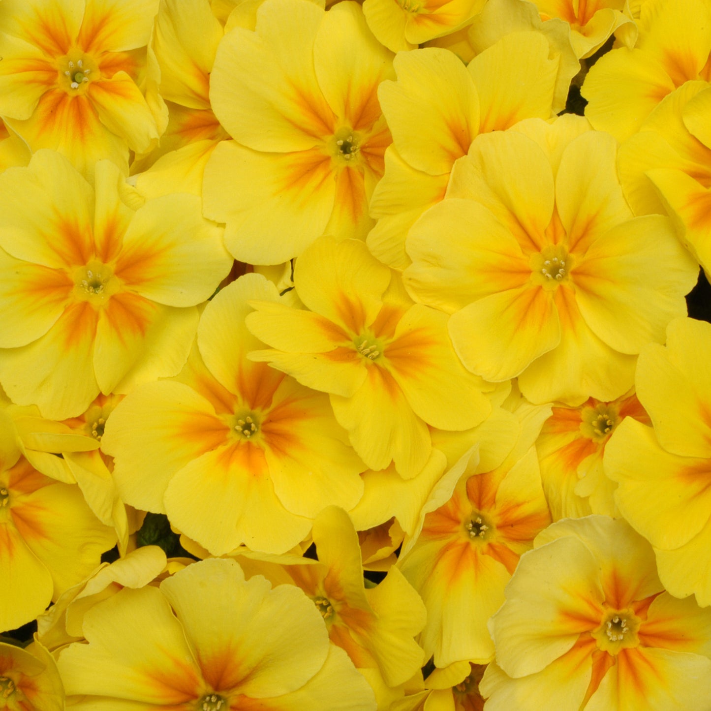 Bedding Plants - Polyanthus Yellow (6 Pack)