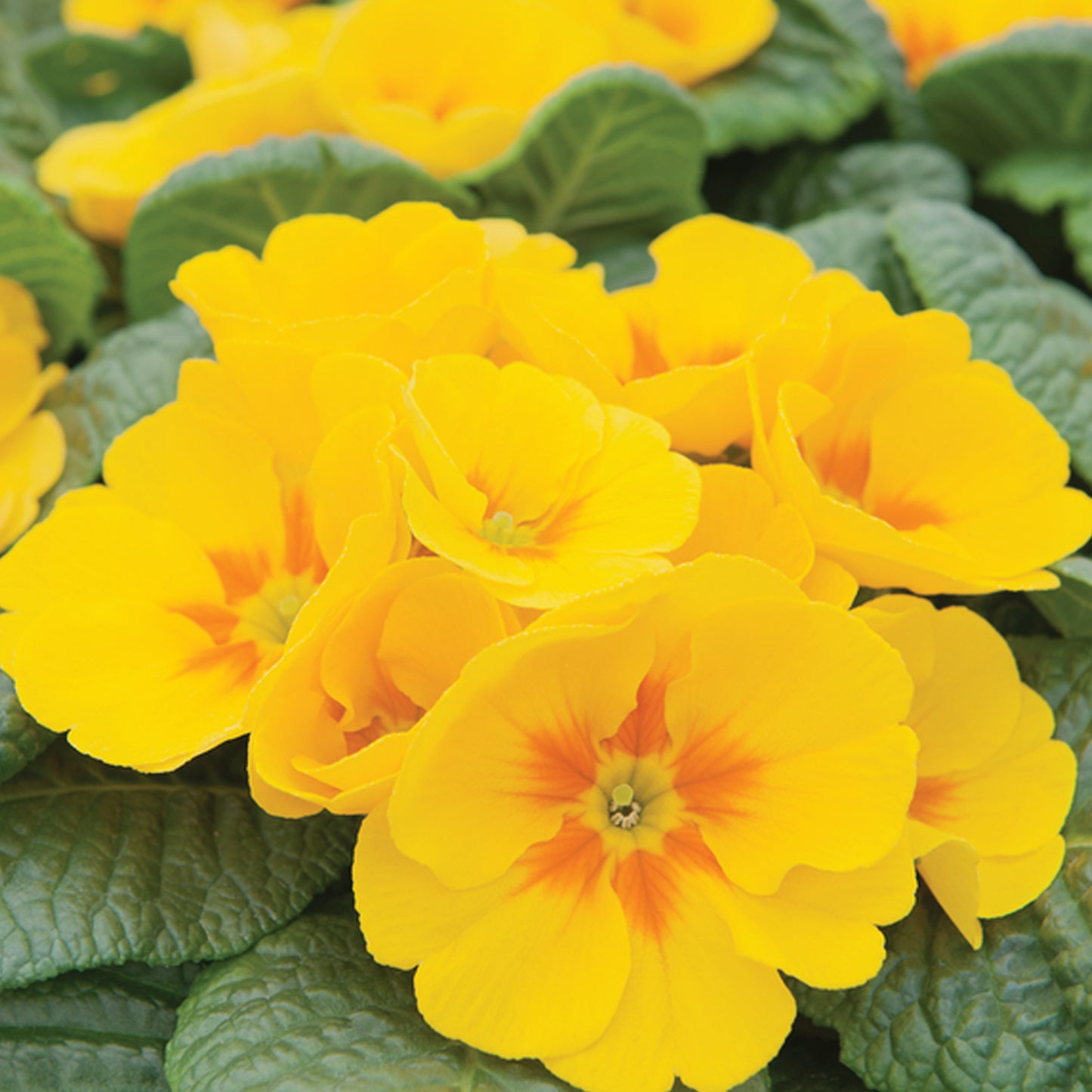 Bedding Plants - Polyanthus Yellow (6 Pack)