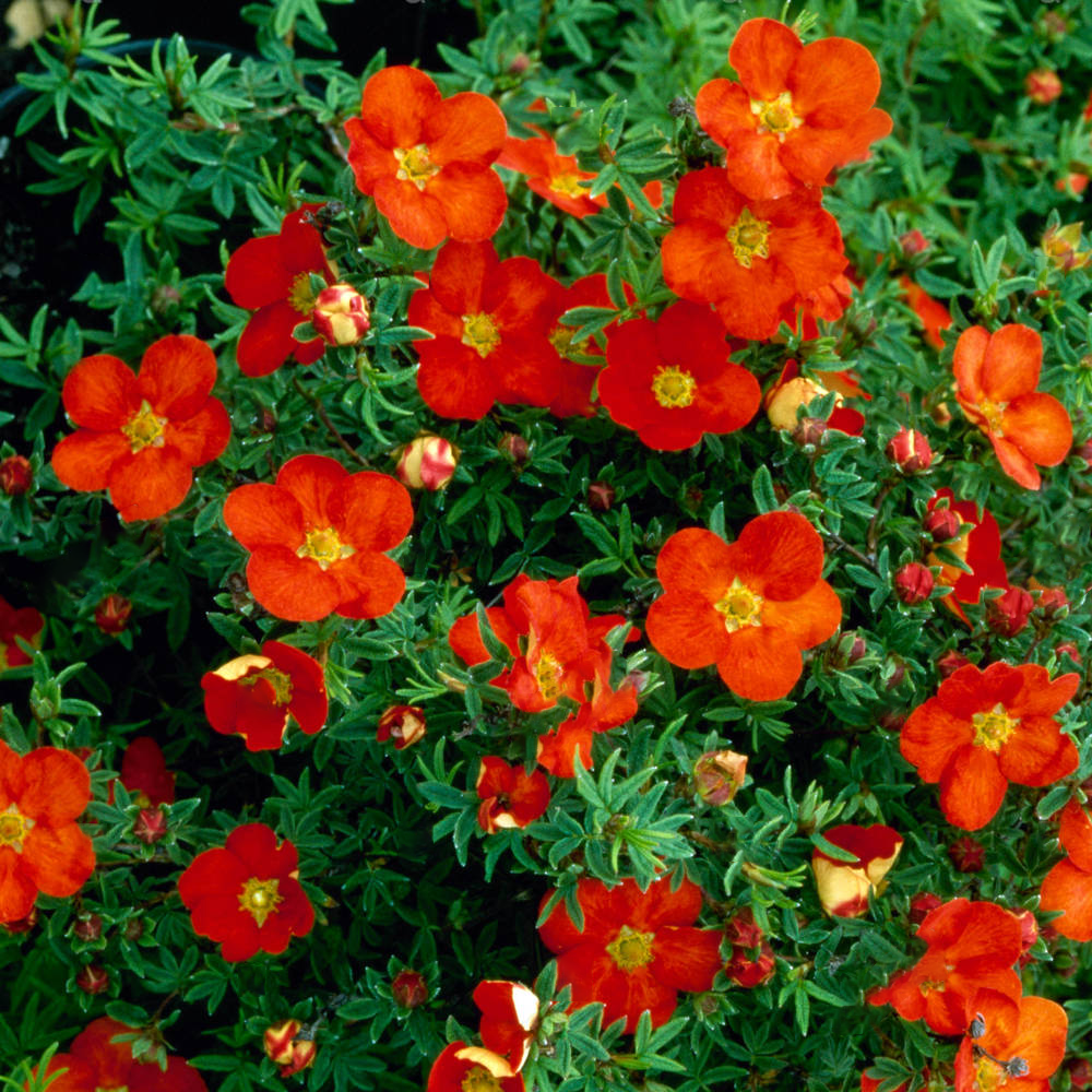 Potentilla Red Ace (9cm)