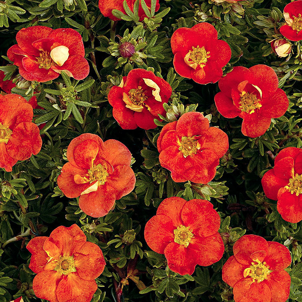 Potentilla Red Ace (9cm)