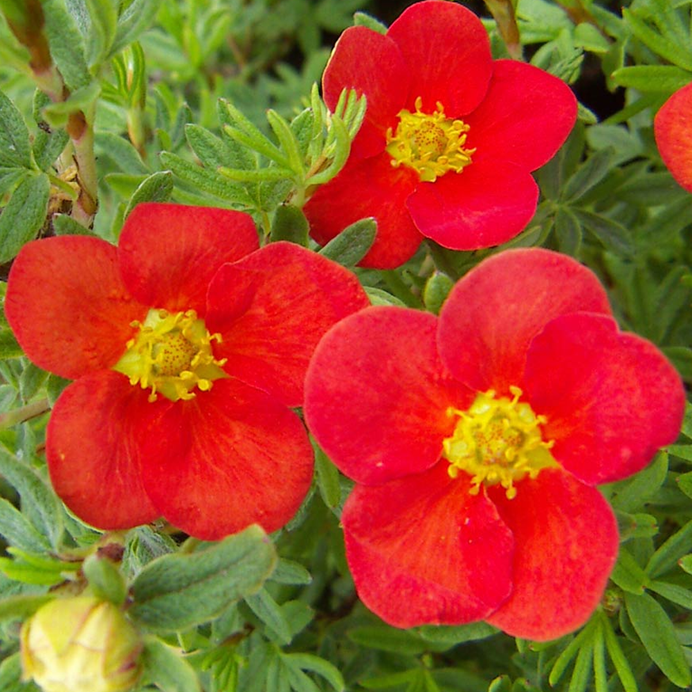 Potentilla Red Ace (9cm)