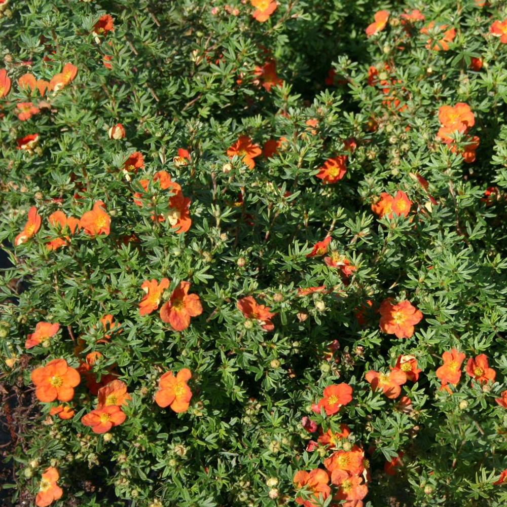 Potentilla Red Ace (9cm)