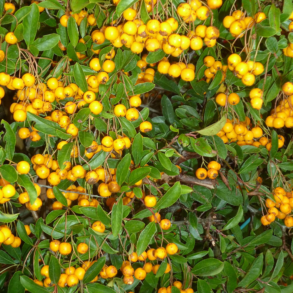 Pyracantha Golden Charmer (9cm)