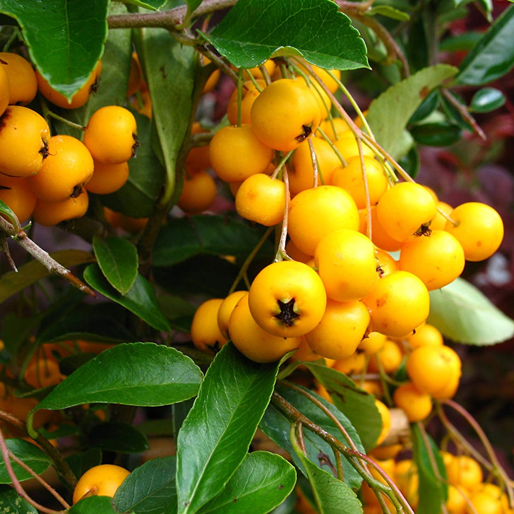 Pyracantha Golden Charmer (9cm)