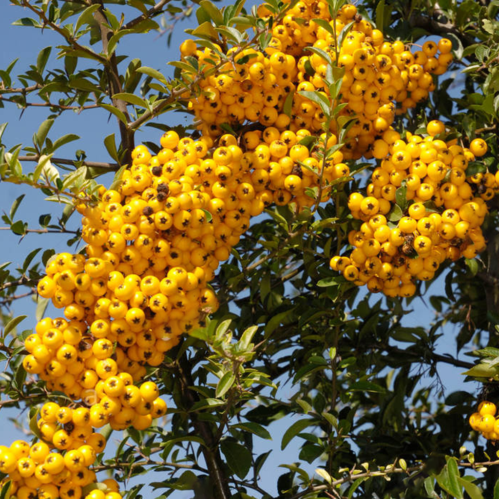 Pyracantha Golden Charmer (9cm)