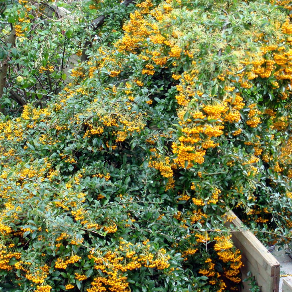 Pyracantha Golden Charmer (9cm)