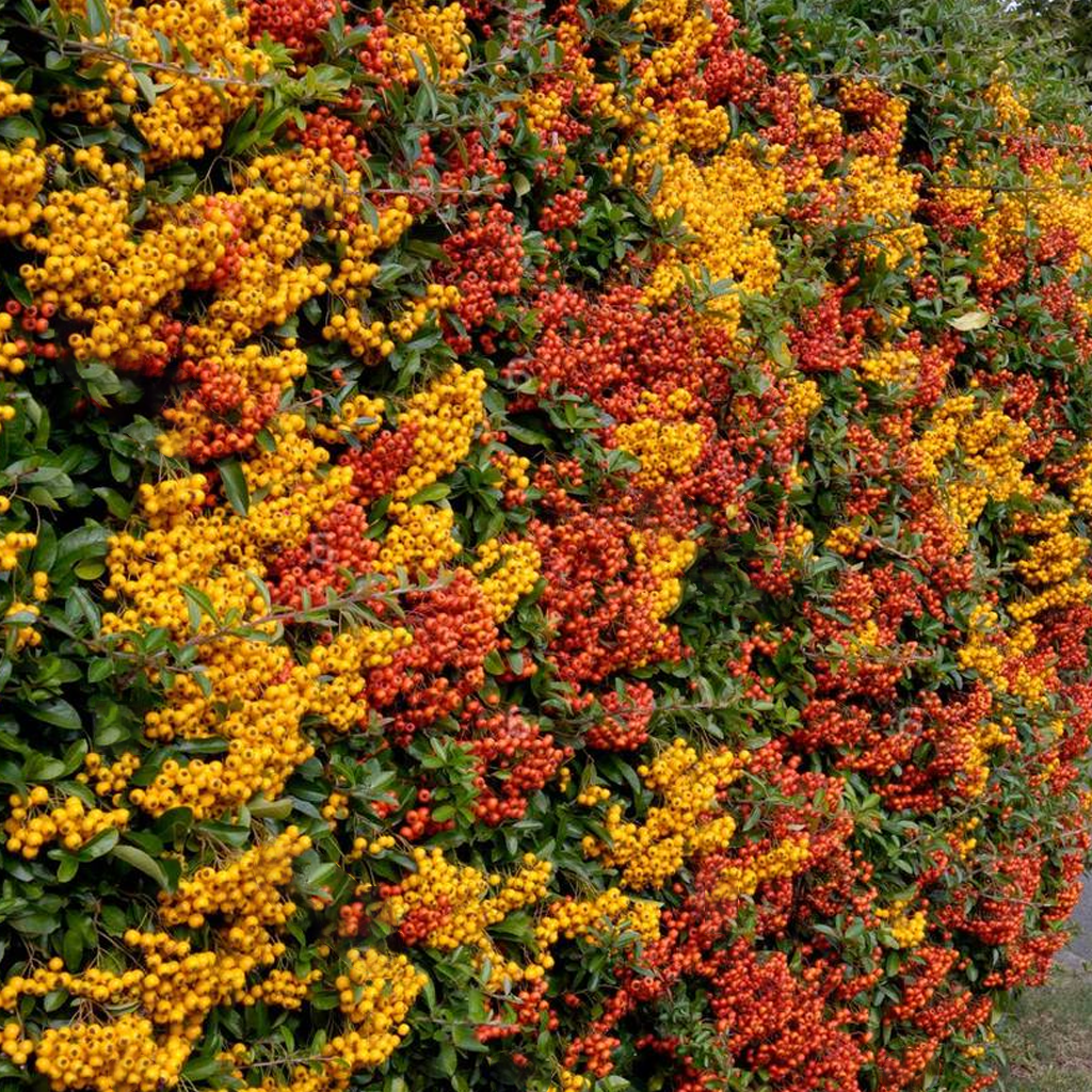 Pyracantha Golden Charmer (9cm)