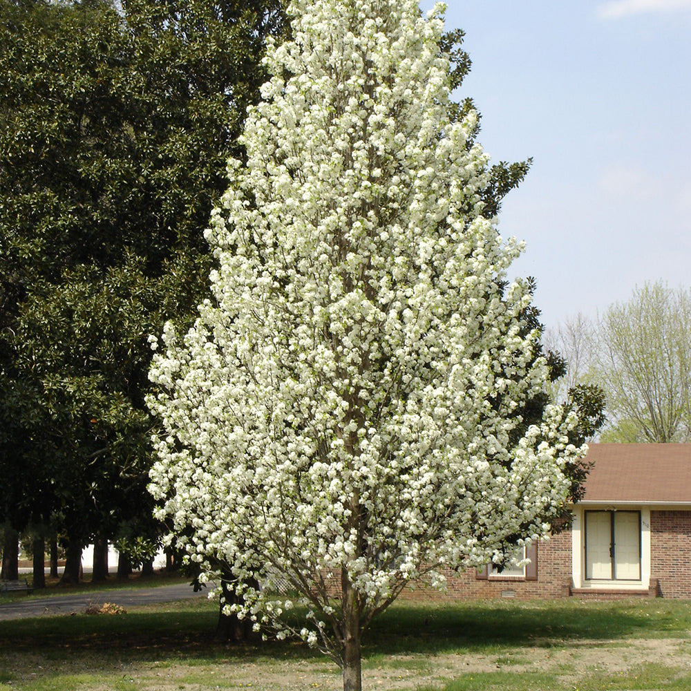 Pyrus Chanticleer Tree (12L, 5-6ft)