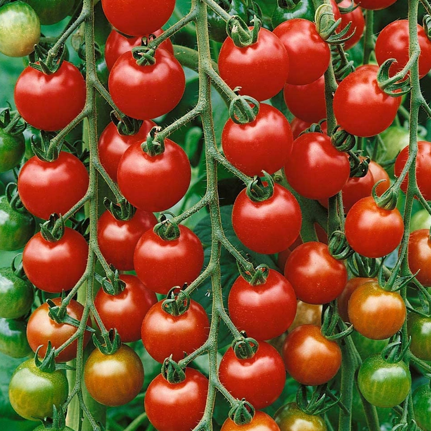 Tomatoes Gardeners Delight