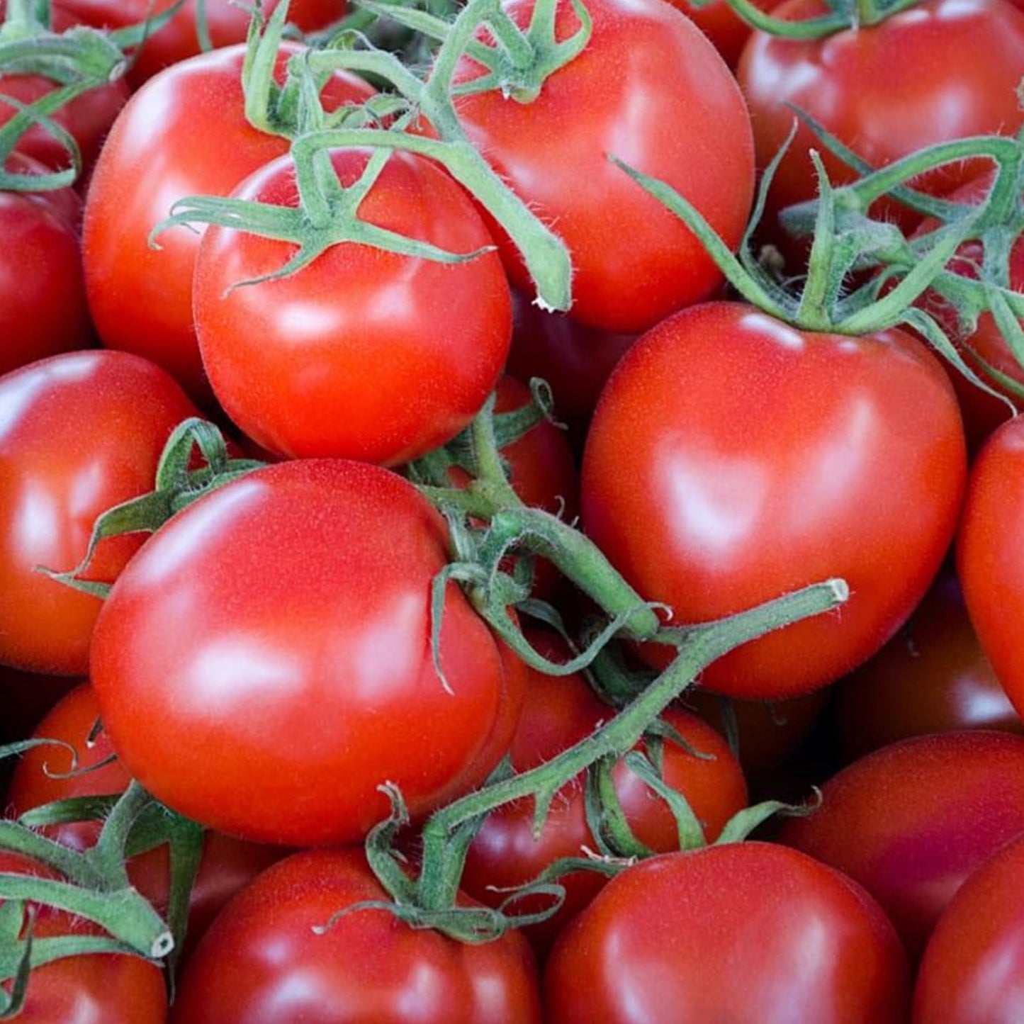 Tomatoes Gardeners Delight