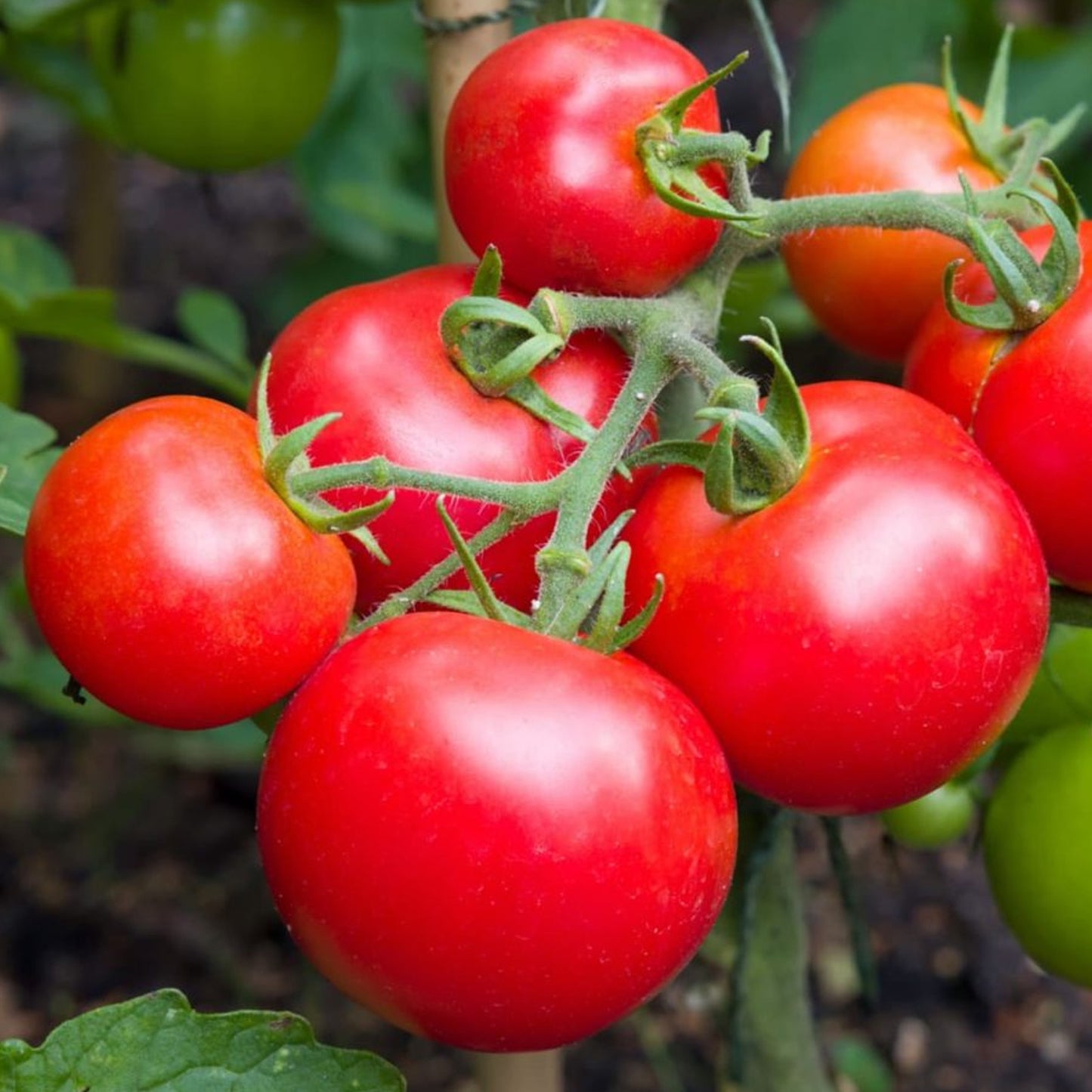 Tomatoes Moneymaker