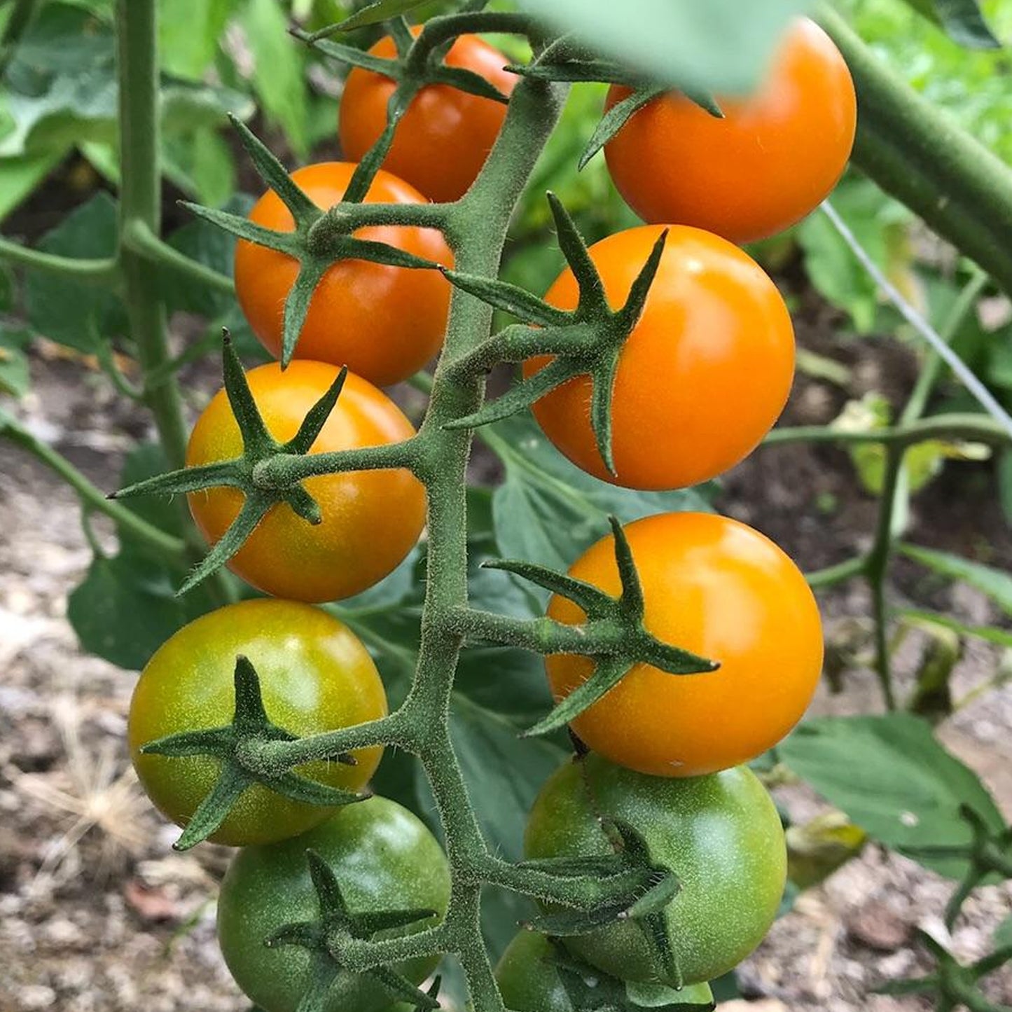 Tomatoes Sun Gold