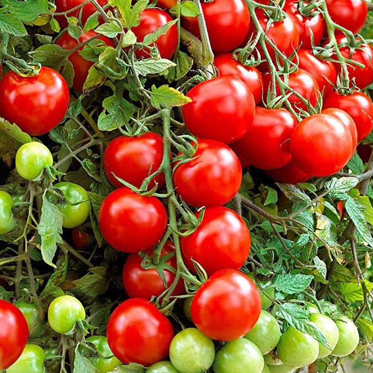 Tomatoes Tumbling Tom