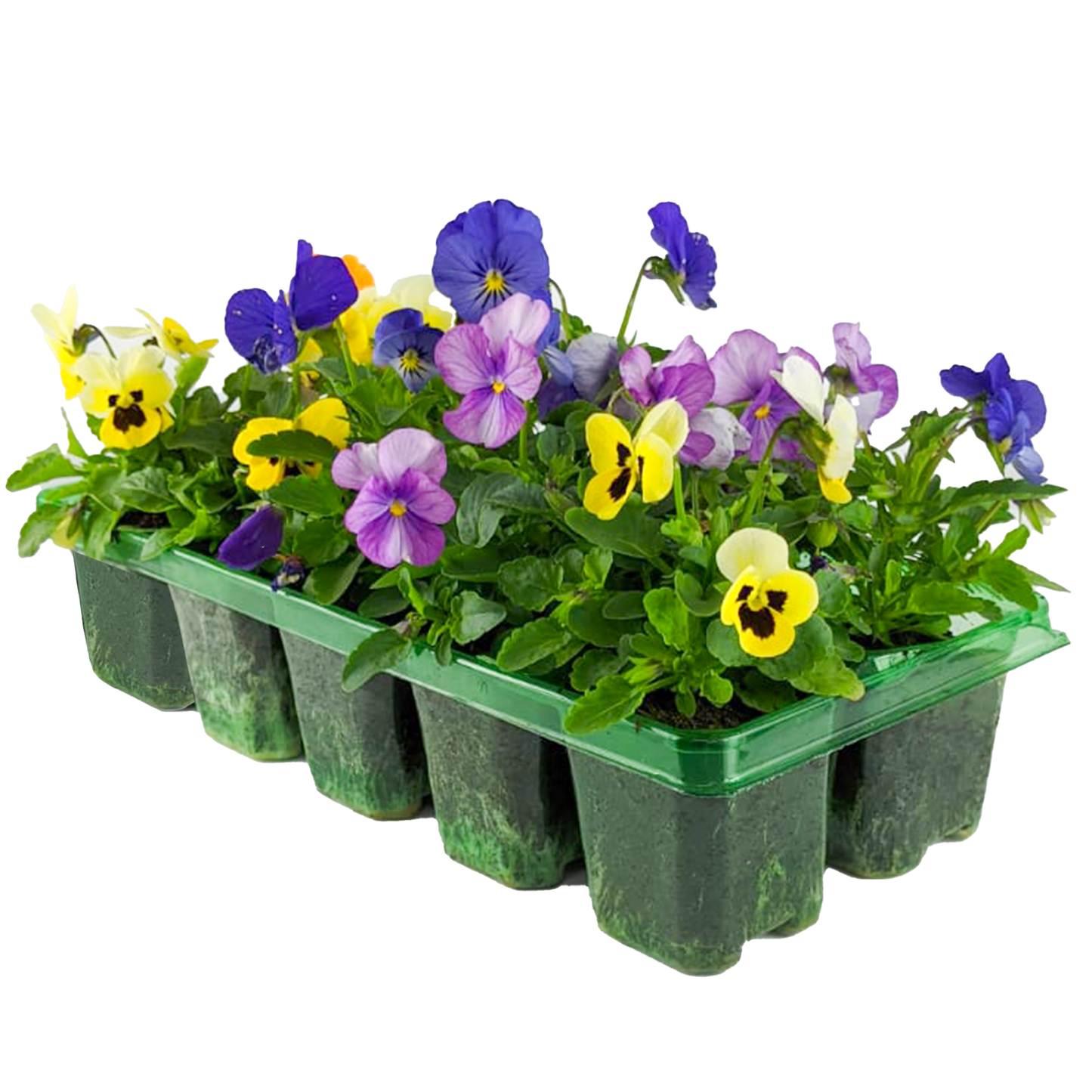 Bedding Plants - Viola Mix (10 Pack)