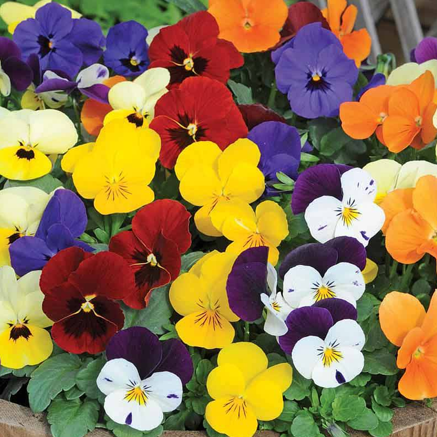 Bedding Plants - Viola Mix (10 Pack)