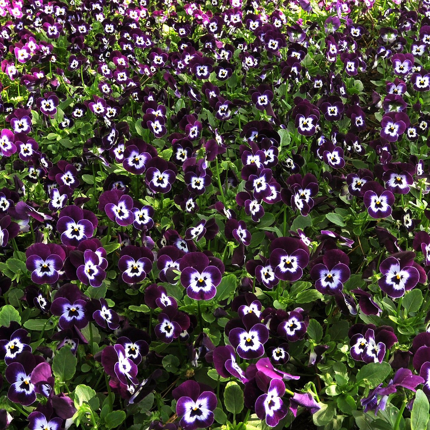 Bedding Plants - Viola Purple Face (10 Pack)