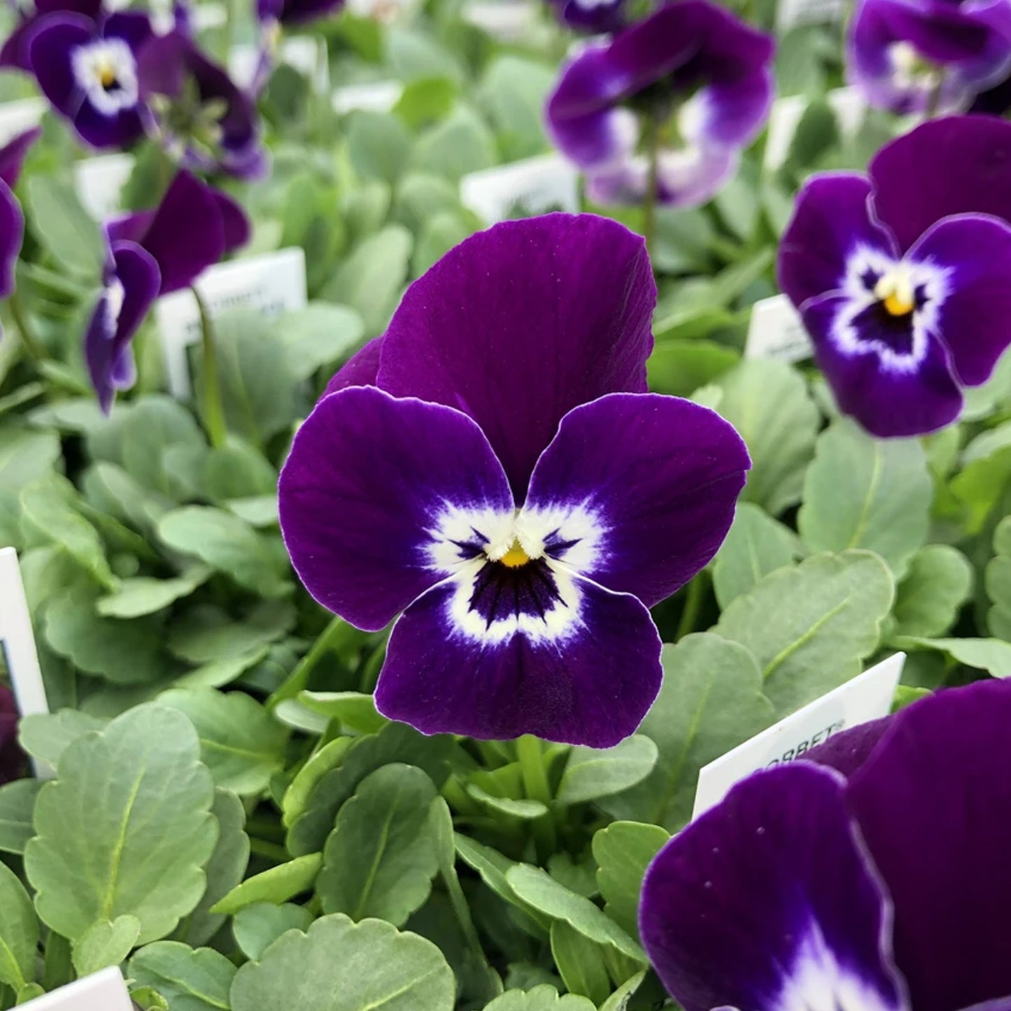 Bedding Plants - Viola Purple Face (10 Pack)