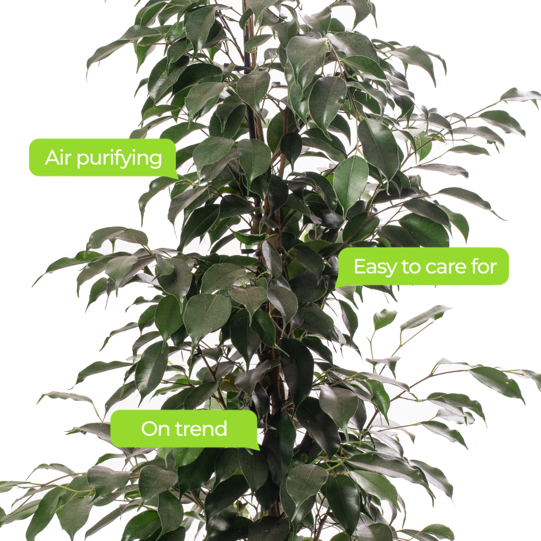 Ficus Benjamina Danielle