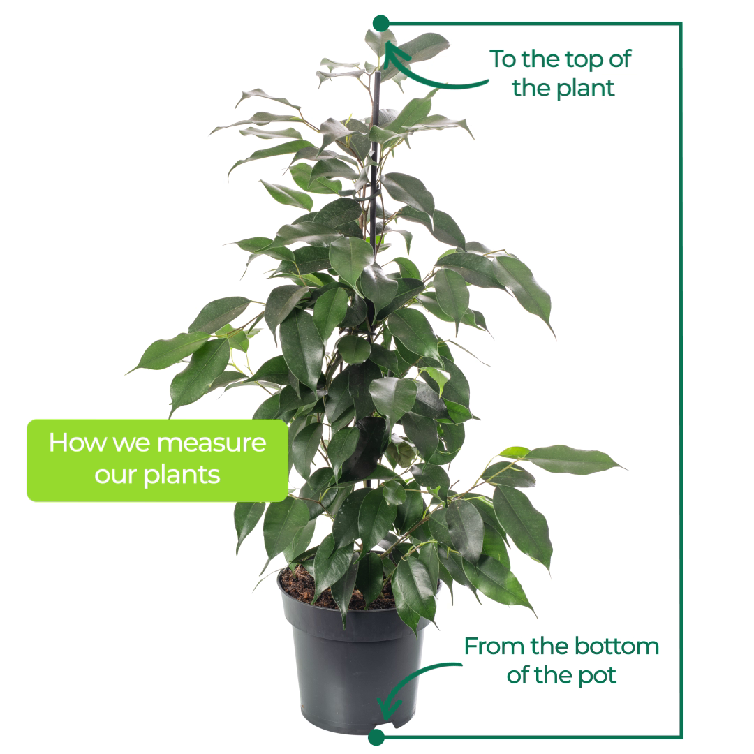 Ficus Benjamina Danielle