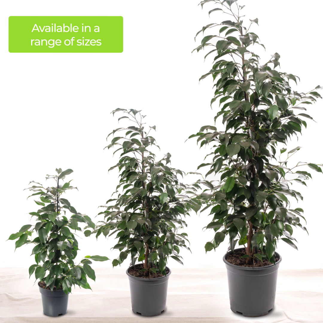 Ficus Benjamina Danielle