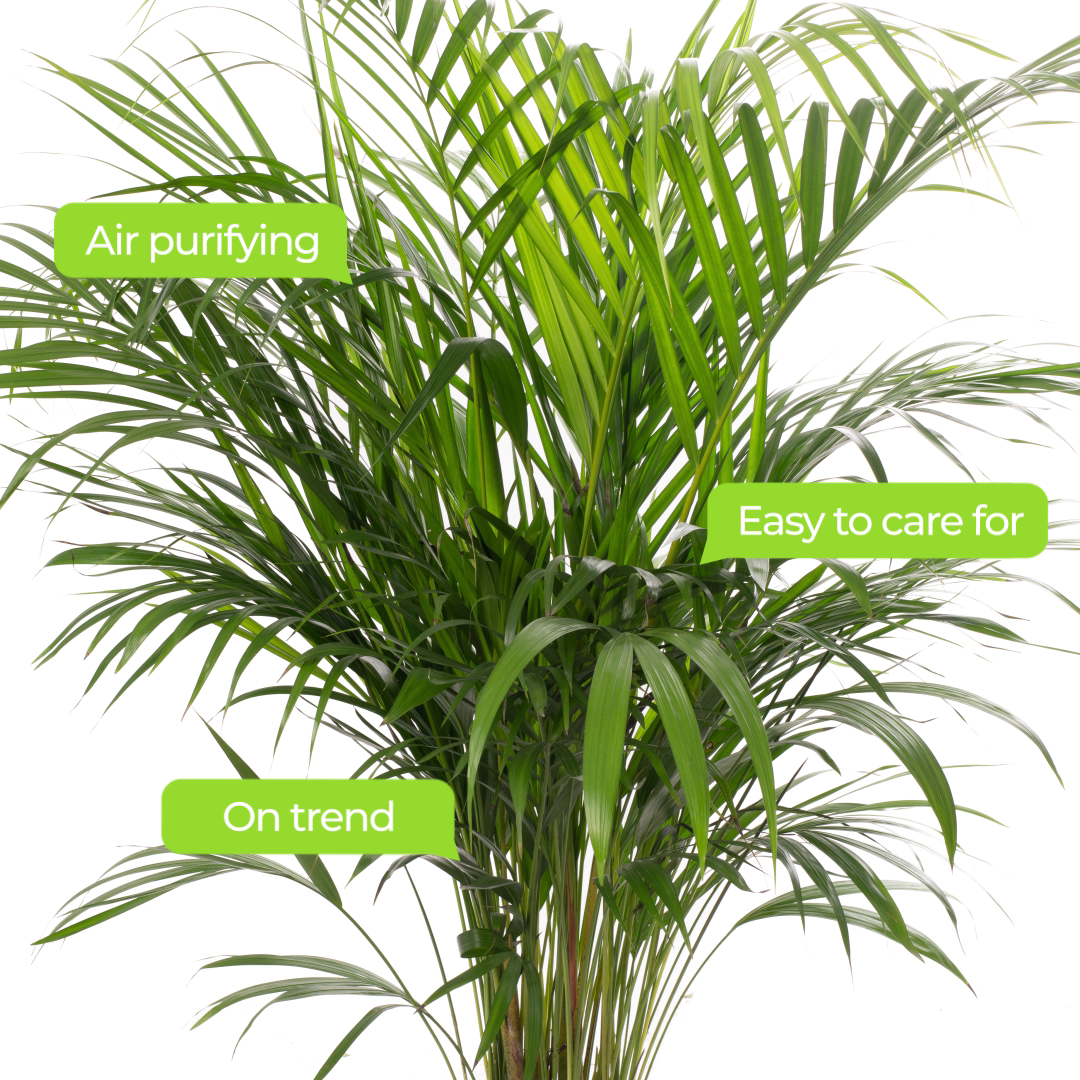 Areca Palm
