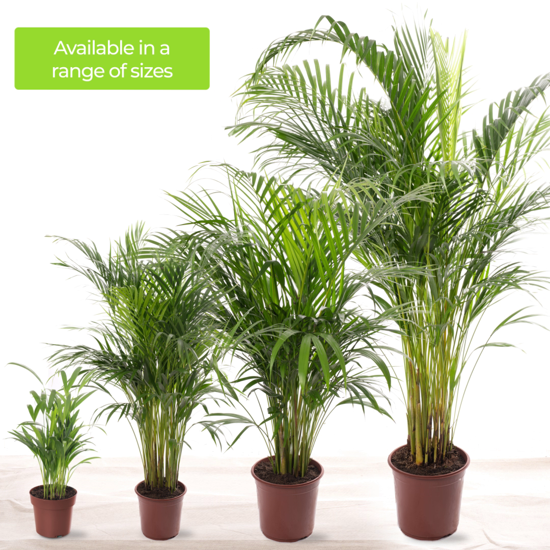 Areca Palm