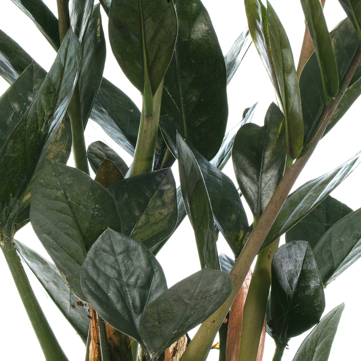 Zamioculcas Raven