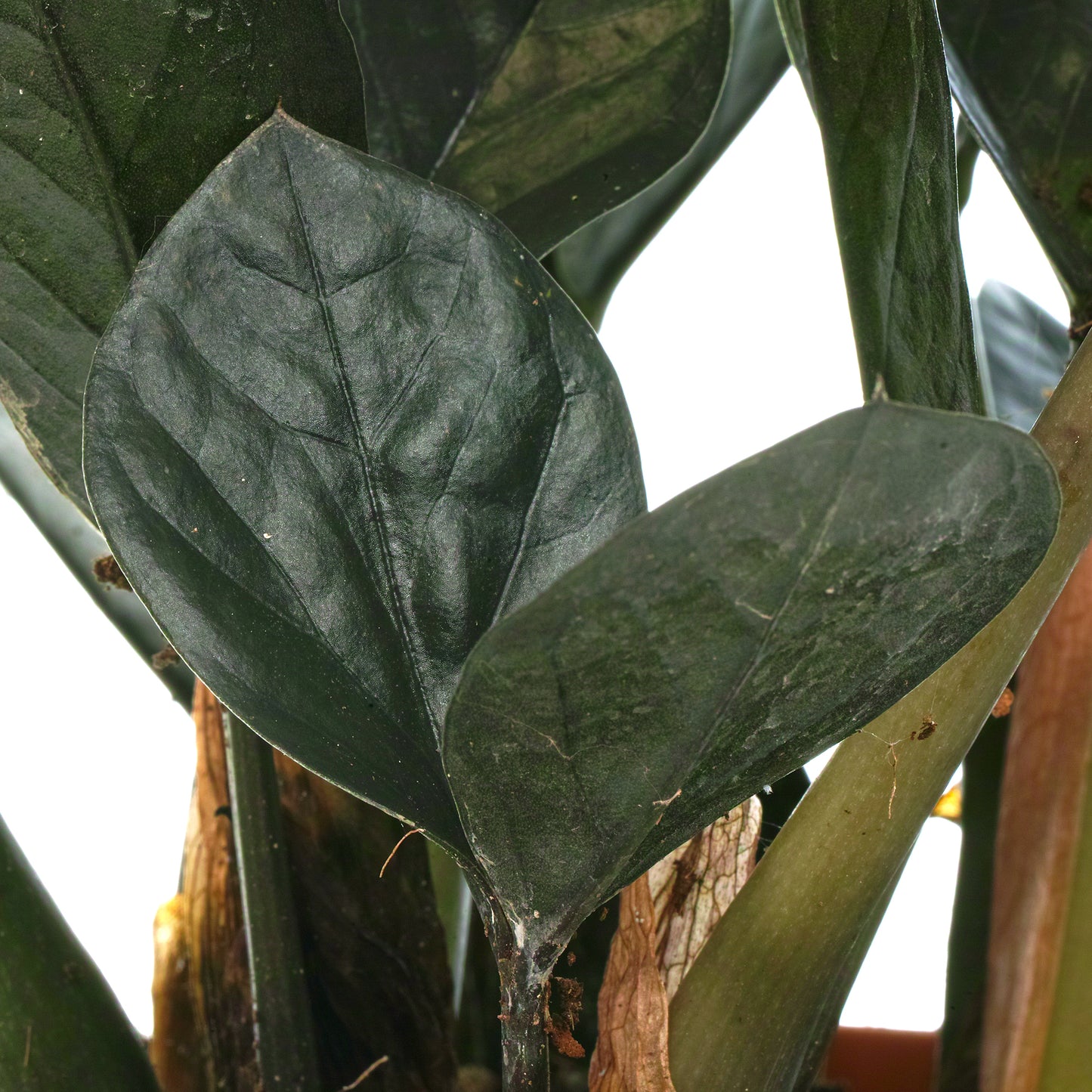 Zamioculcas Raven