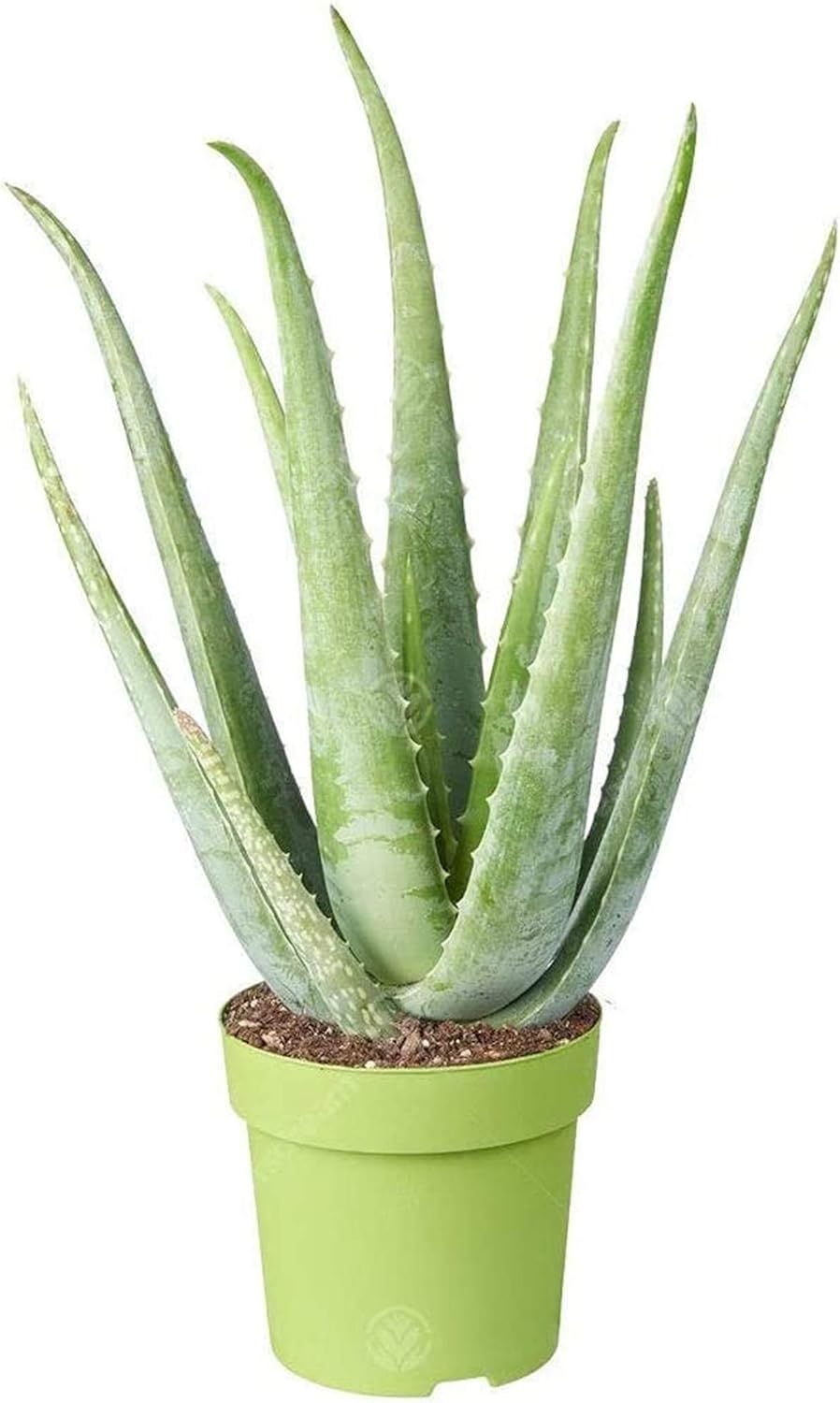 Aloe vera (12cm, V4)