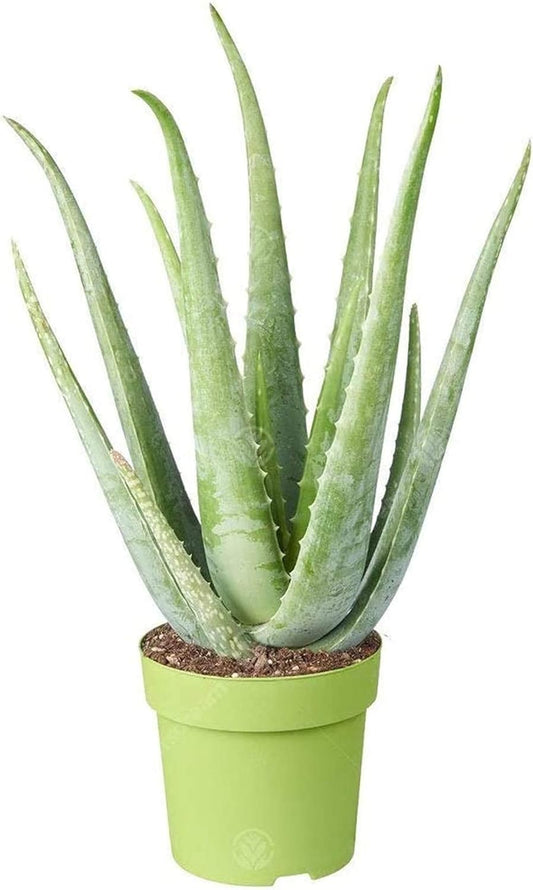Aloe vera (12cm, V4)