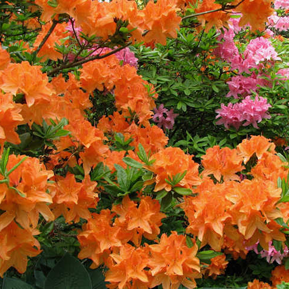 Azalea Orange (9cm)