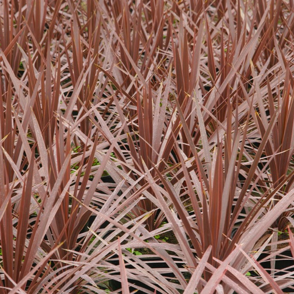 Cordyline Torbay Red (9cm)