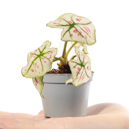 Baby Plants - Caladium Kelly