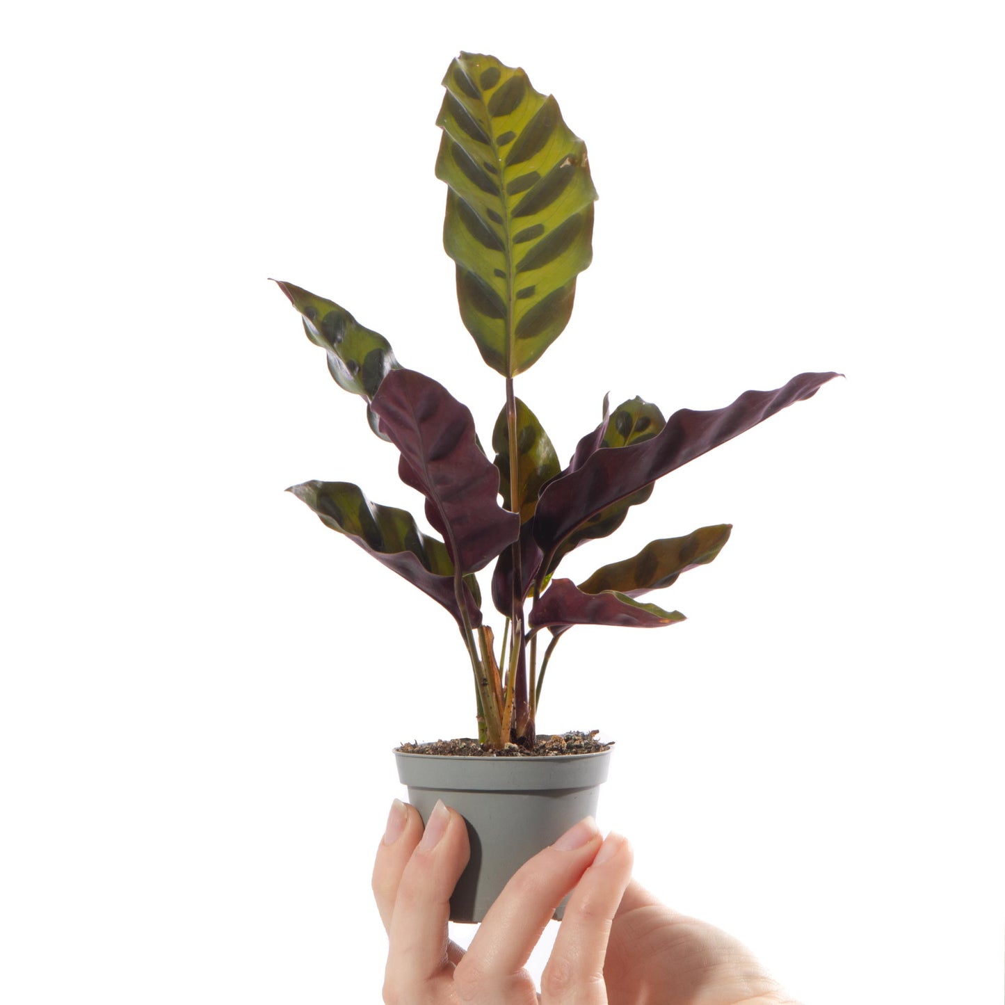 Baby Plants - Calathea Lancifolia