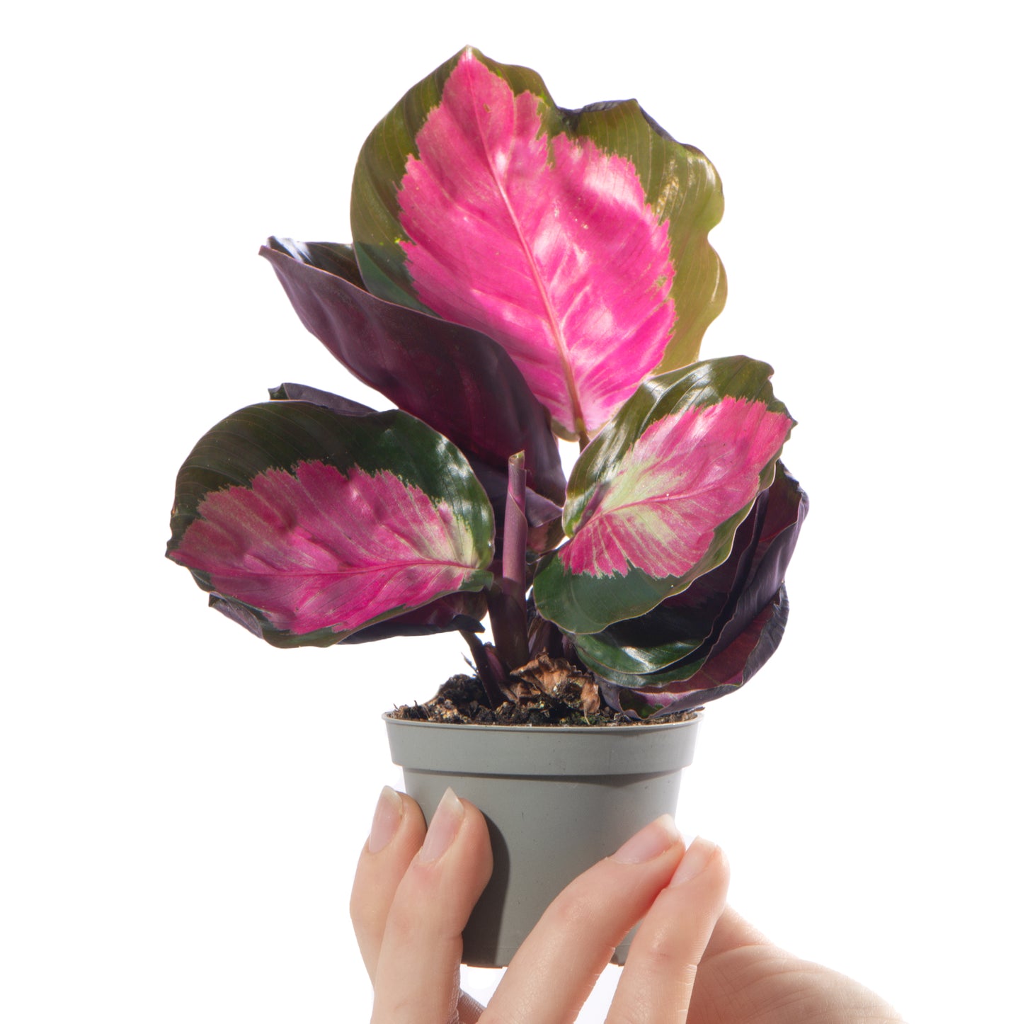 Baby Plants - Calathea Purple Roseopicta Rosy