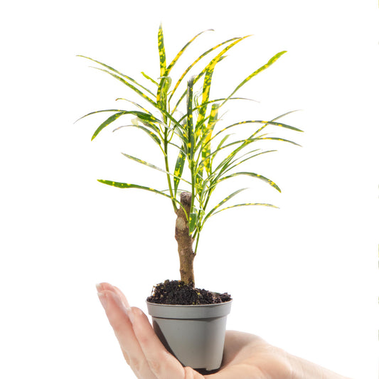 Baby Plants - Codiaeum Pictum