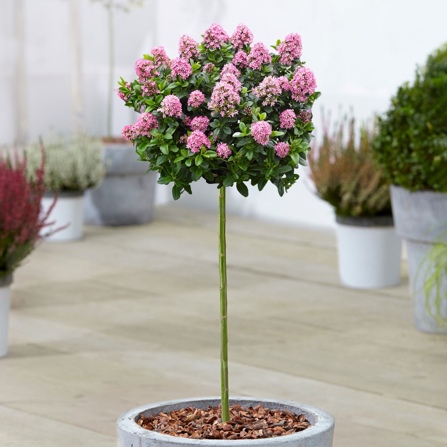 Escallonia Pink Elle Patio Tree