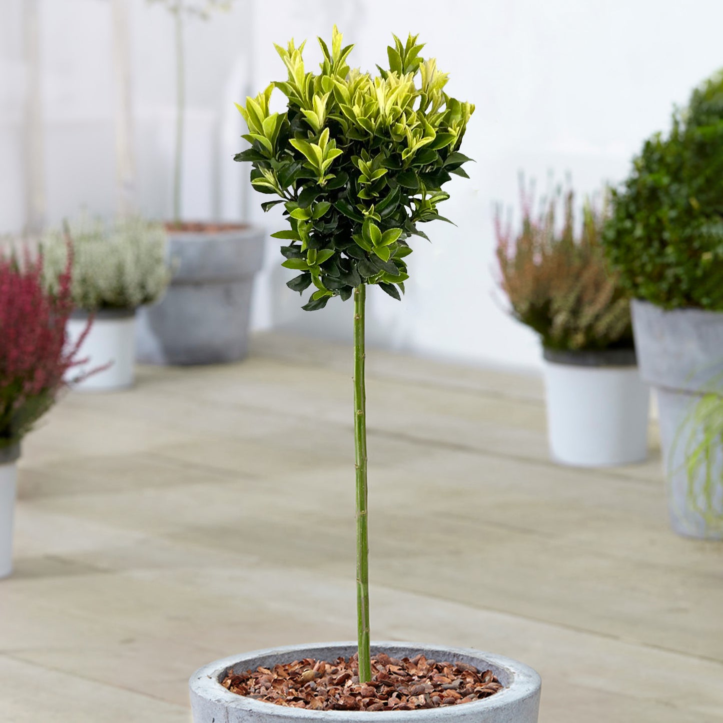 Euonymus Paloma Blanca Patio Tree