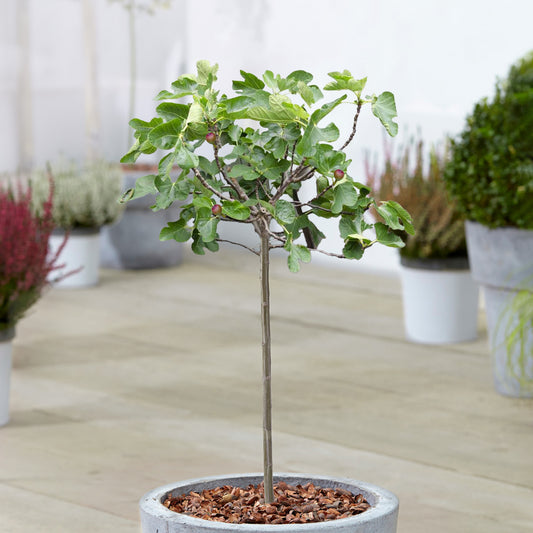 Ficus Little Miss Figgy Patio Tree