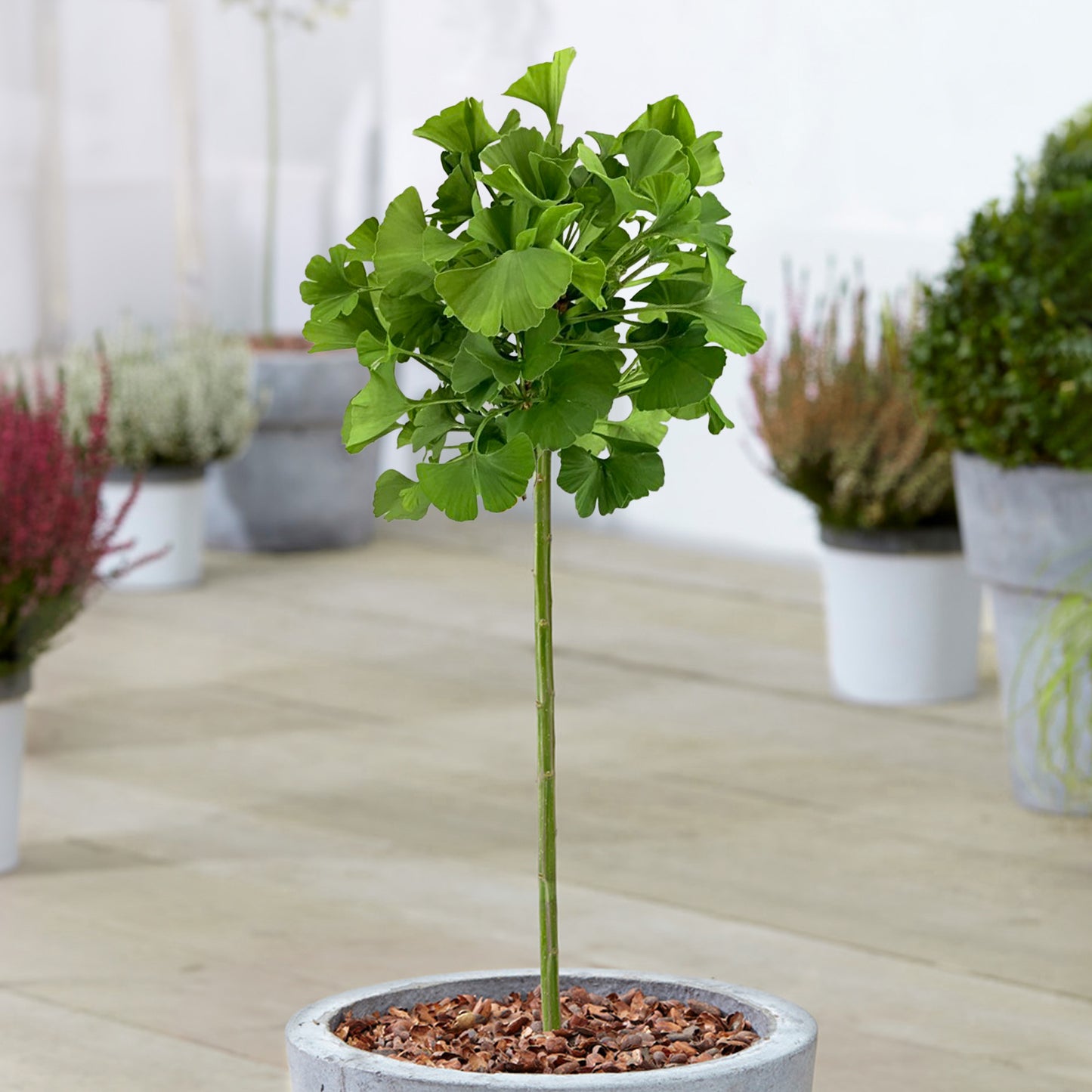 Ginkgo Mariken Patio Tree