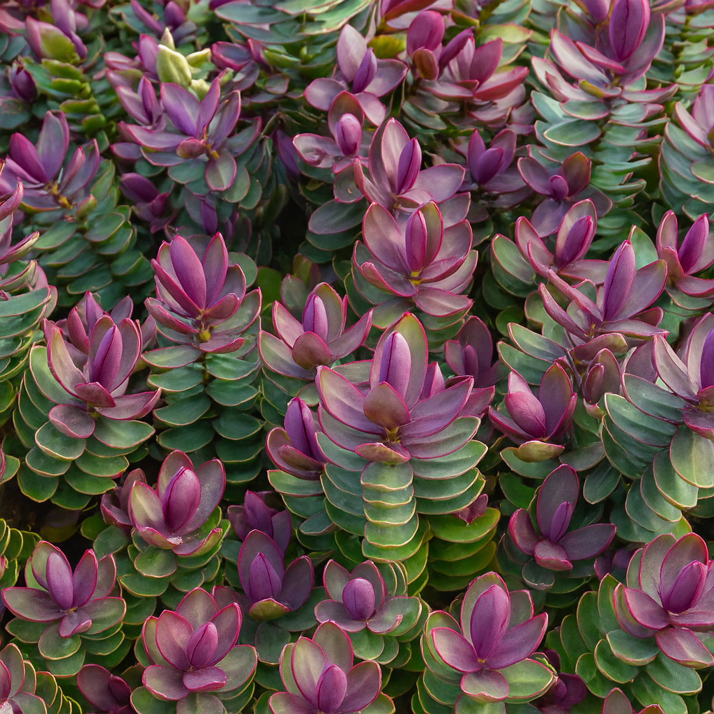 Hebe Red Edge (9cm) – 247plants