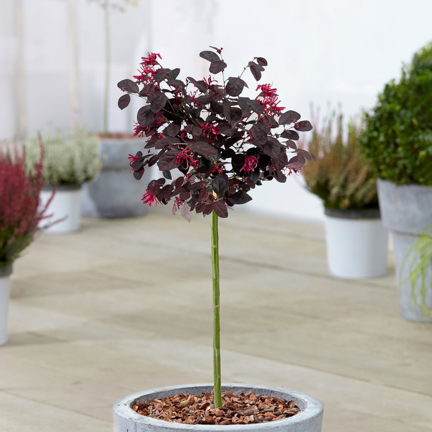 Loropetalum Black Pearl Patio Tree