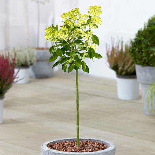 Hydrangea Magical Candle Patio Tree