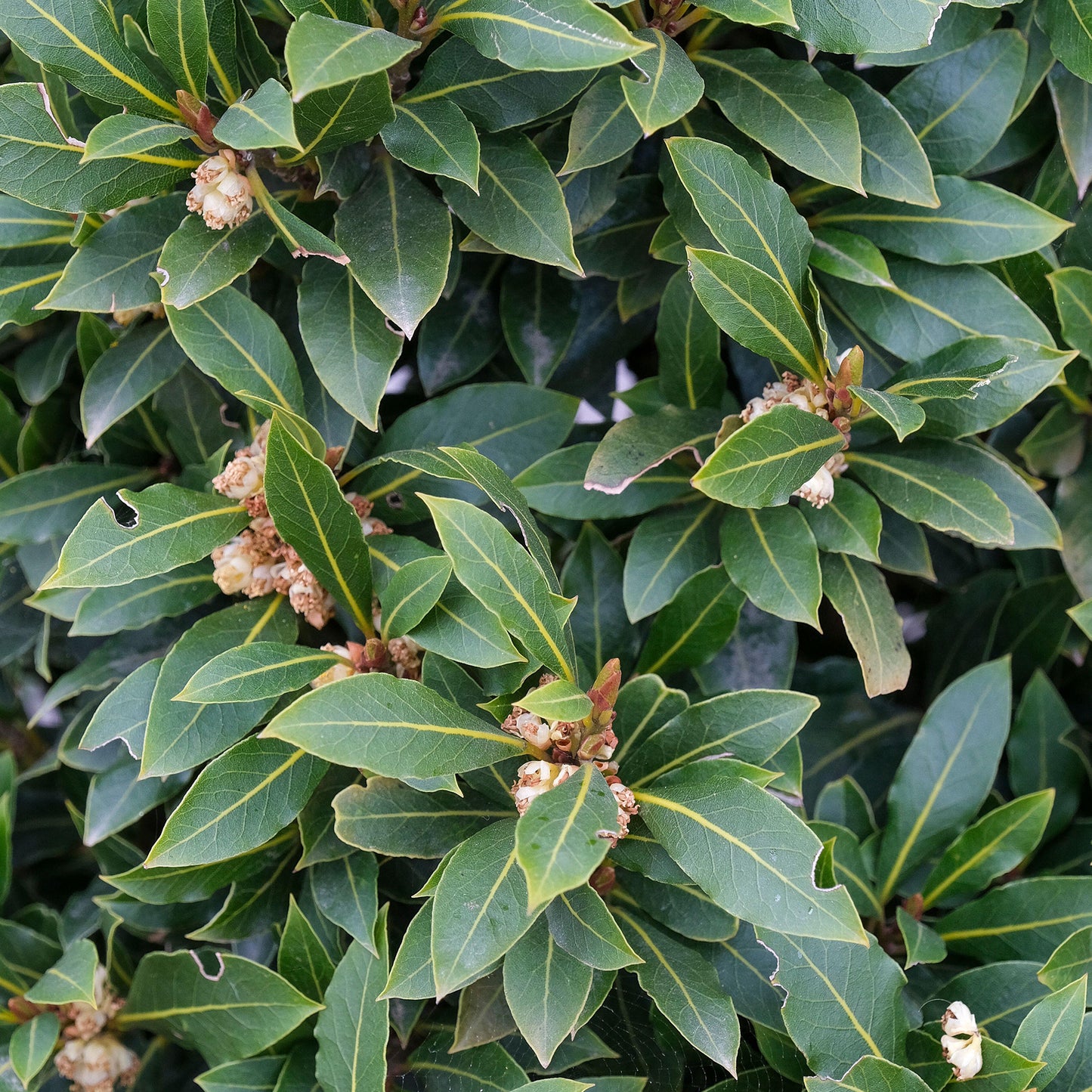 Laurus Nobilis