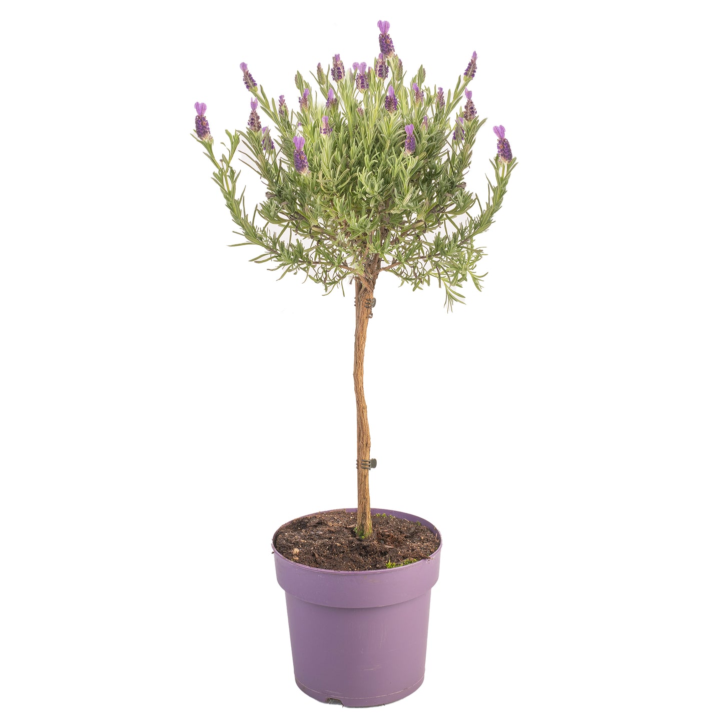 Lavender Anouk Patio Tree