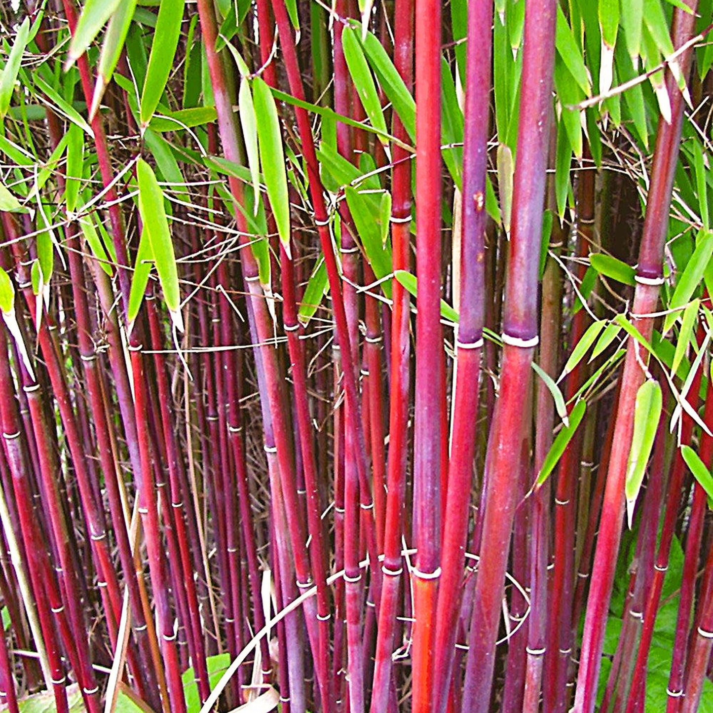 Bamboo Fargesia Asian Wonder