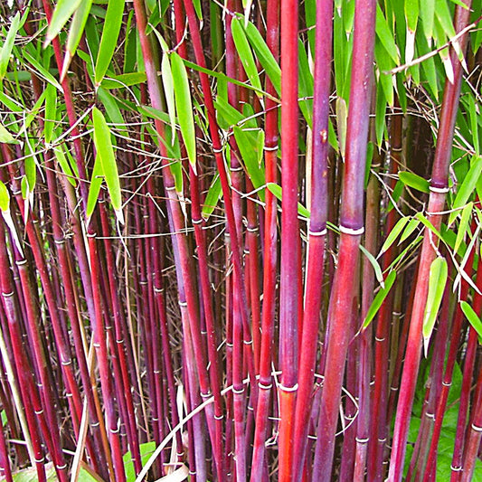 Bamboo Fargesia Asian Wonder