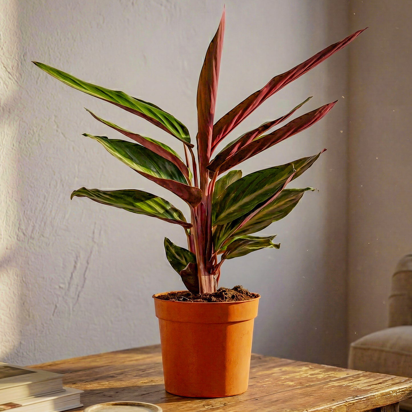 Calathea Magicstar