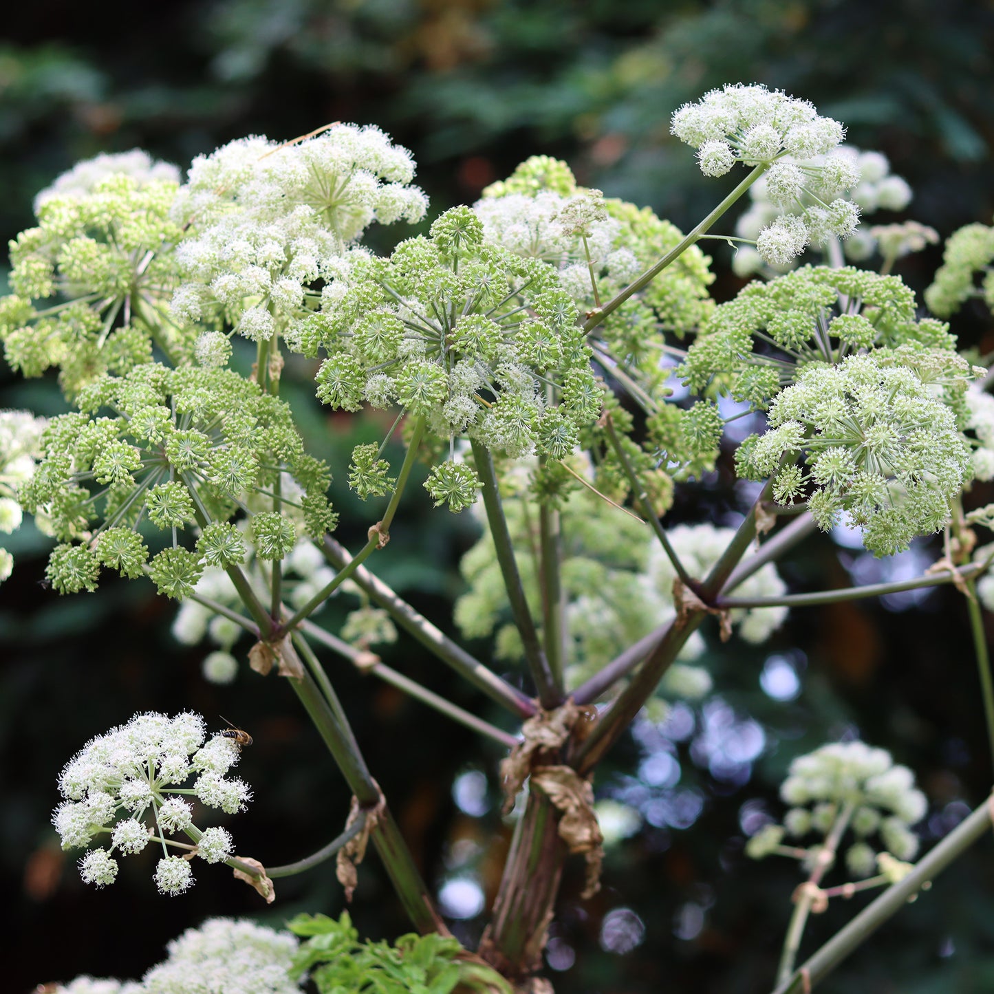 Herb - Angelica Common (8cm)