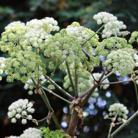 Herb - Angelica Common (8cm)